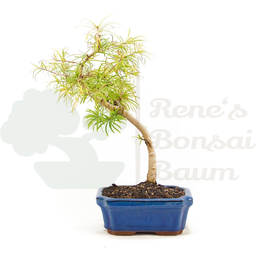 Goldlärche 'Pseudolarix amabilis'